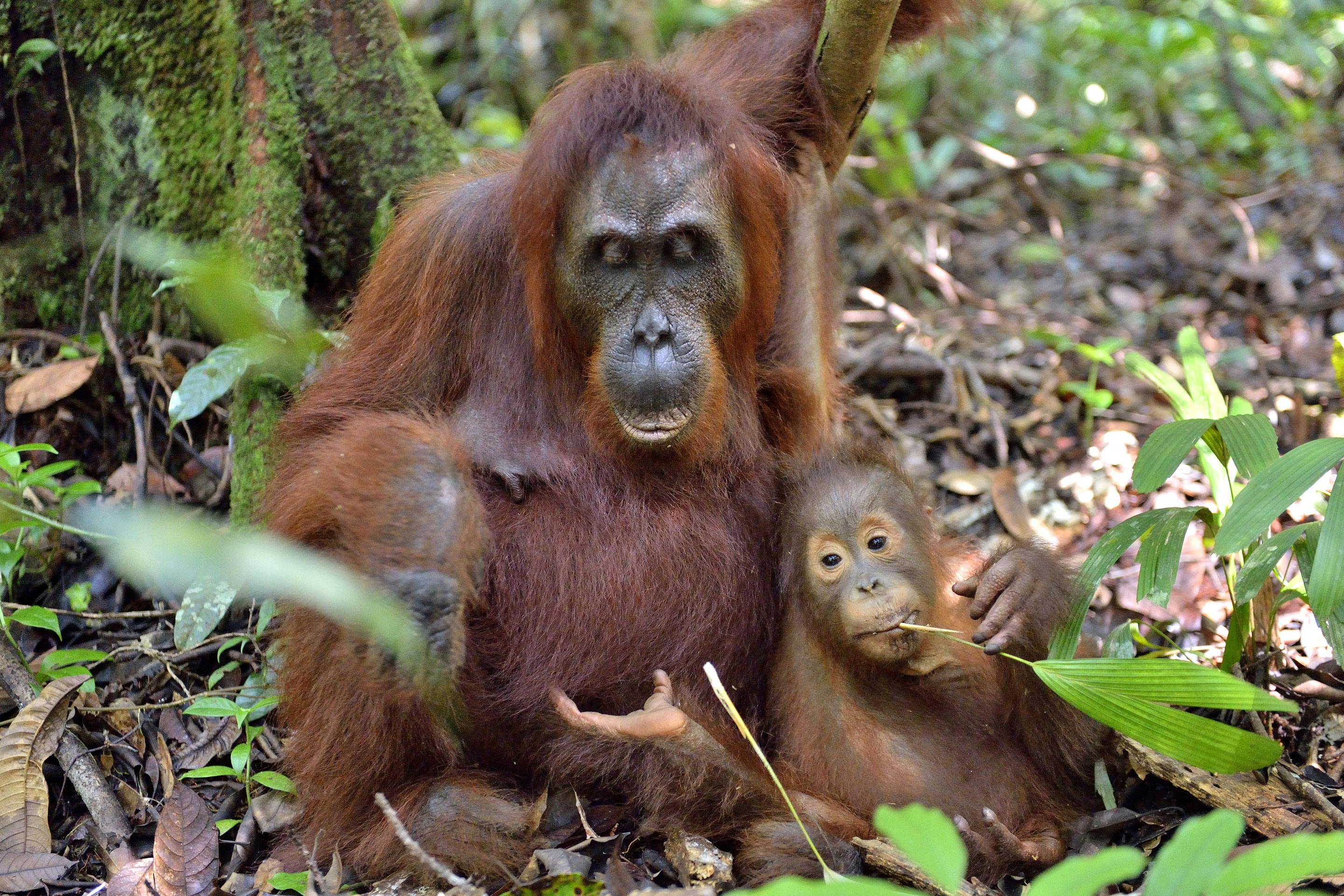 Orang Utan Mutter mit Nachwuchs