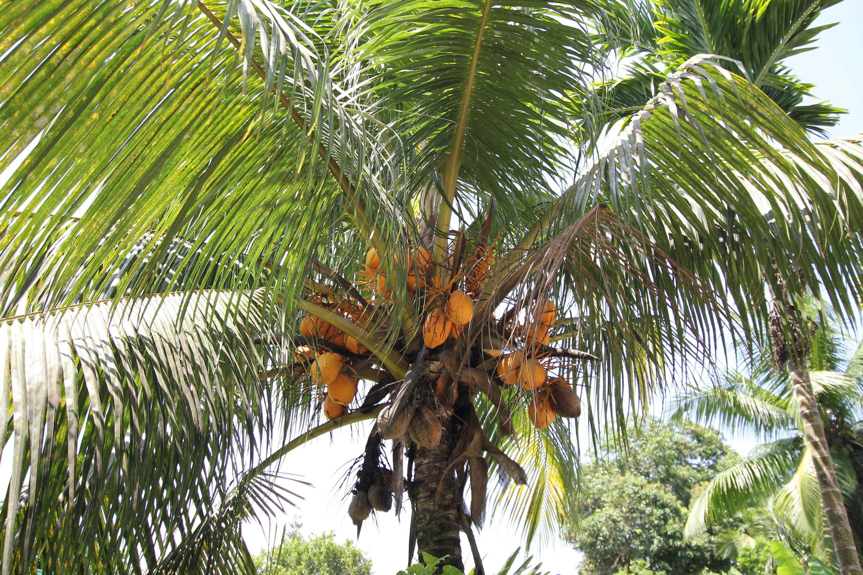 Palme Mit Fruechten